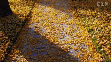铺满银杏叶的道路